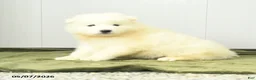 Samoyed dogs for sale: Lucky charm - Ad 1