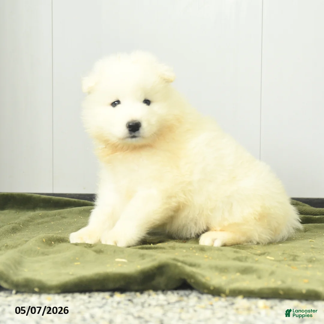 Samoyed dogs for sale: Lucky charm - Ad 1