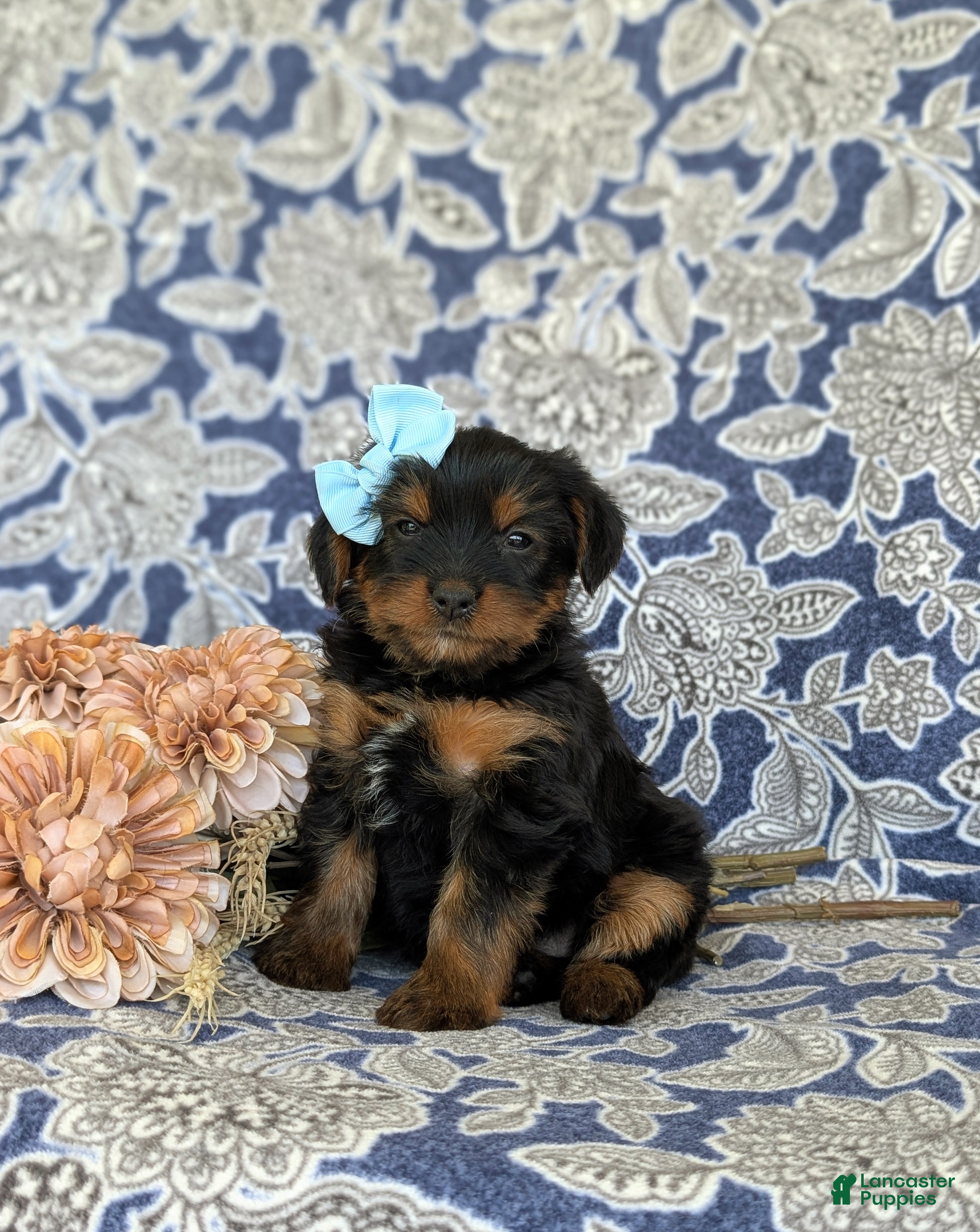 Shorkie dogs Meagan 7 lbs Full Grown - Ad 2