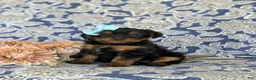 Shorkie dogs for sale: Meagan 7 lbs Full Grown - Ad 2