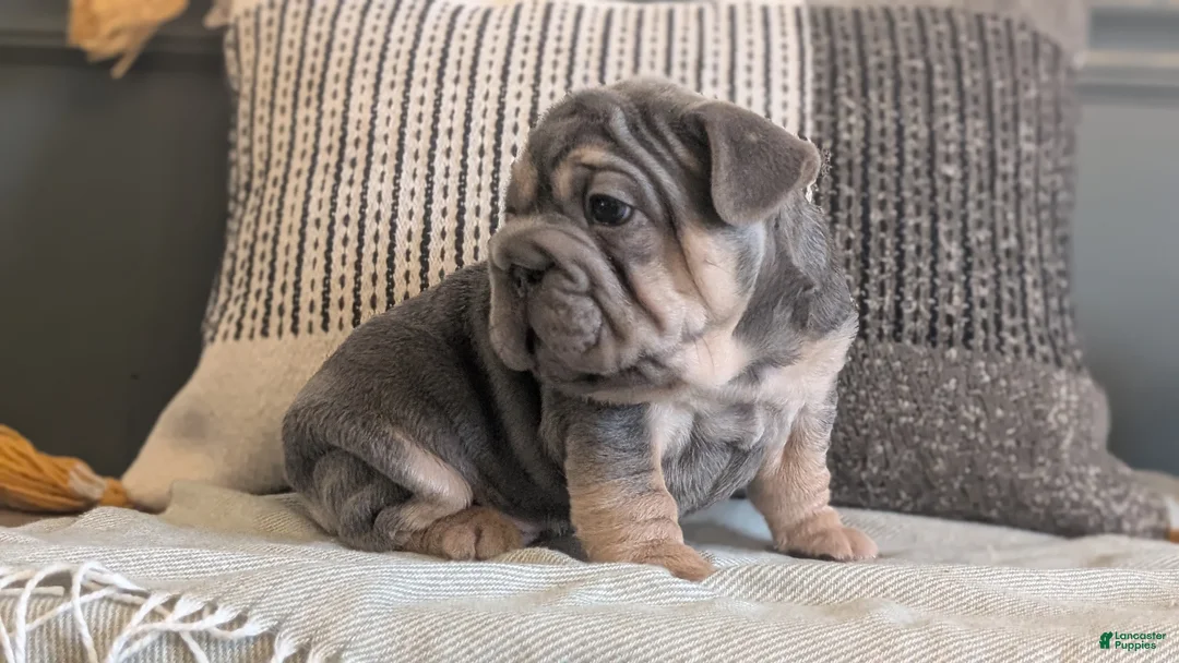 French Bulldog dogs for sale: Royce - Ad 3