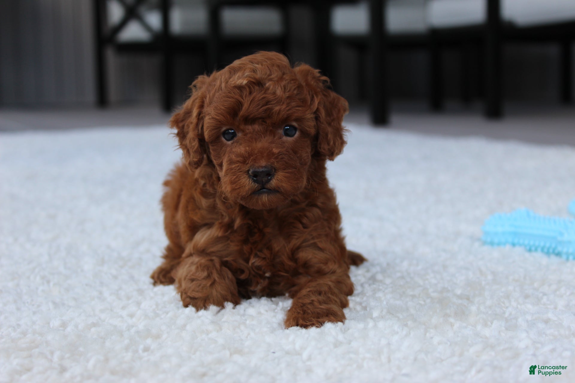 Toy Poodle dogs Ashton - Ad 2