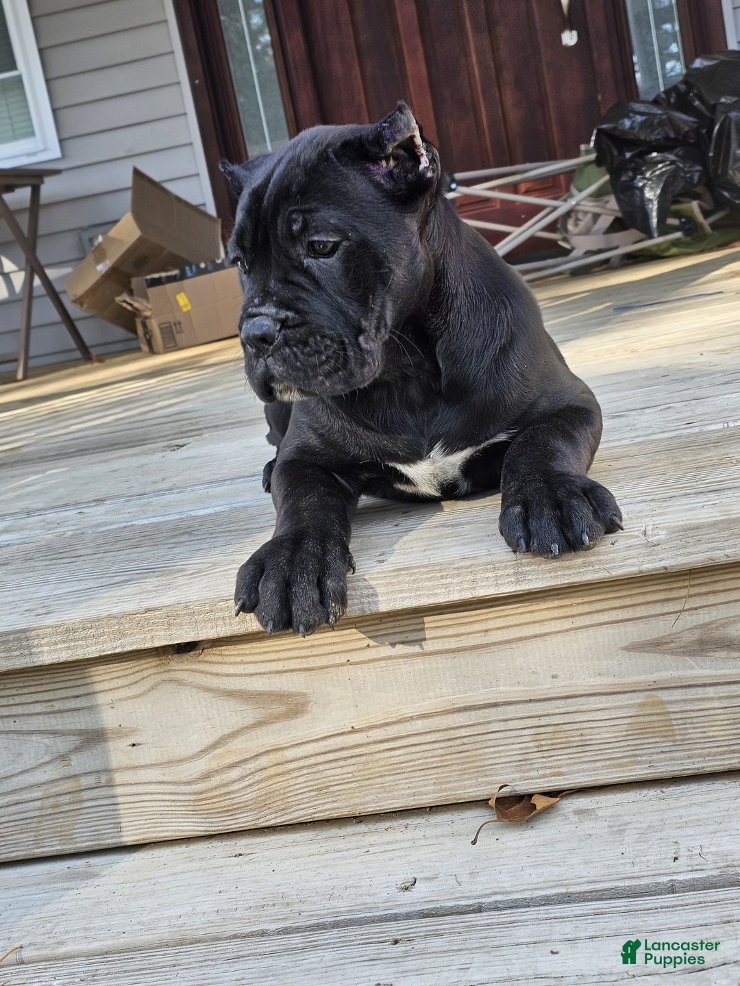 Cane Corso dogs for sale: QUEENIE - Ad 12