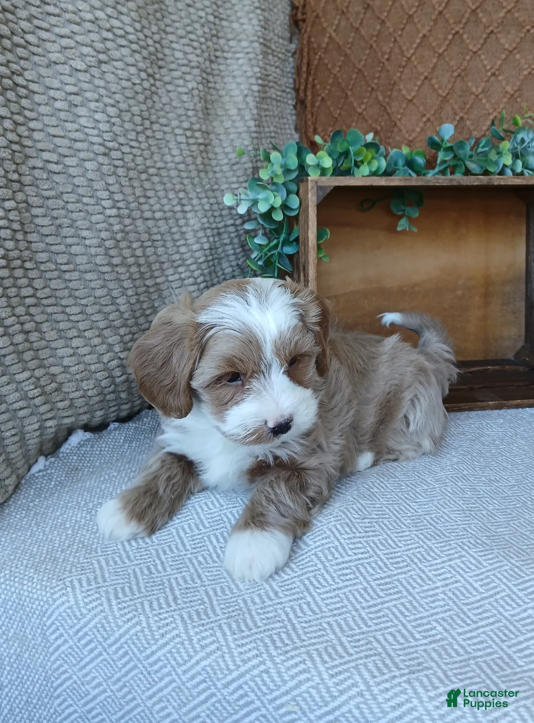 Havanese dogs for sale: Kori - Ad 2