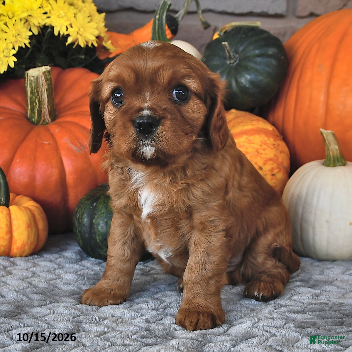 Cavalier King Charles Spaniel dogs for sale: Cole  - Ad 2