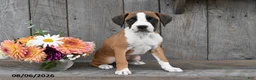 Boxer dogs for sale: Harper - Ad 5