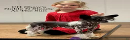 Chinese Crested dogs for sale: HHL male - Ad 3
