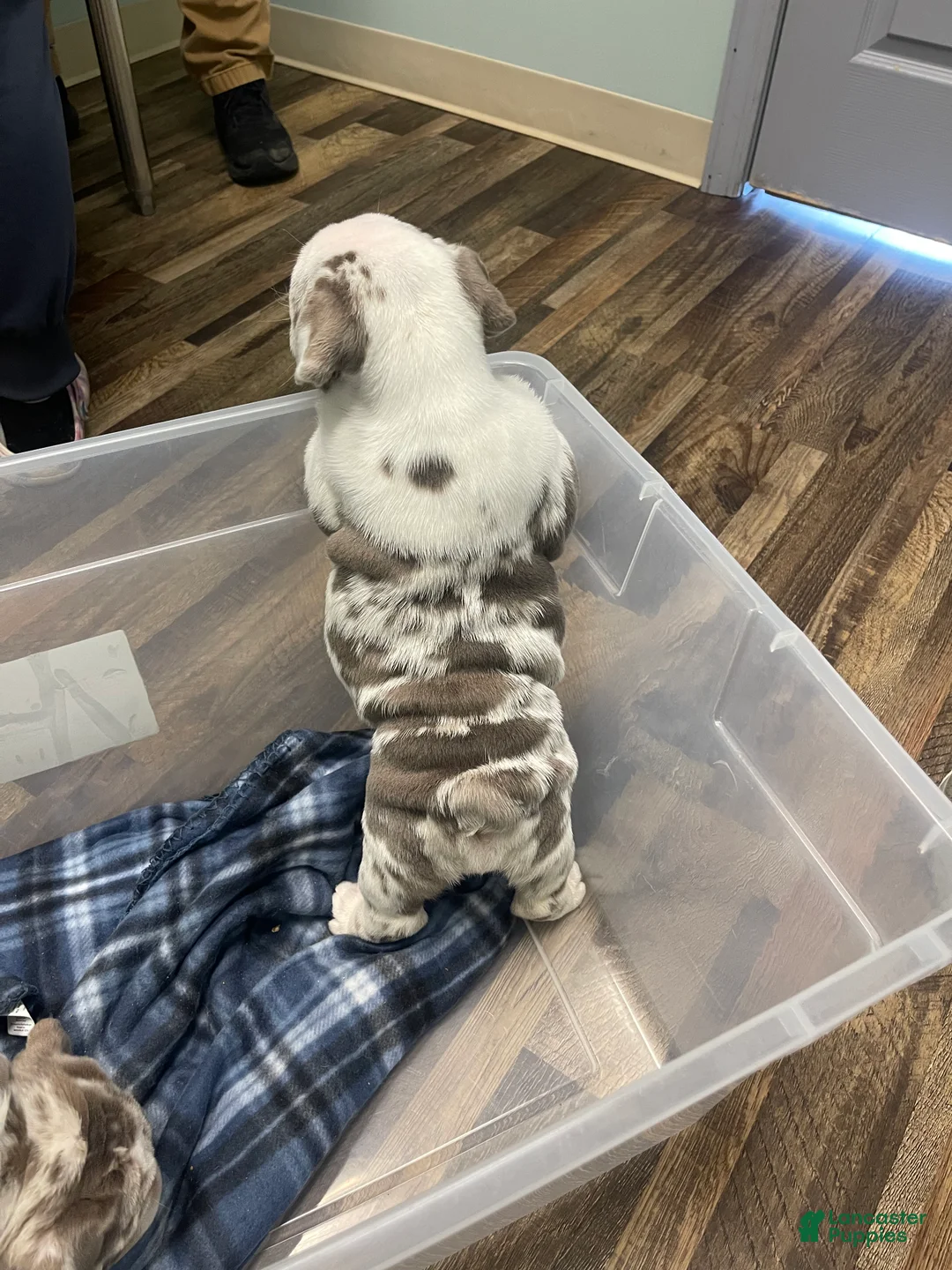 English Bulldog dogs for sale:   Faith - Ad 4