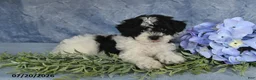 Havapoo dogs for sale: Oreo - Ad 4