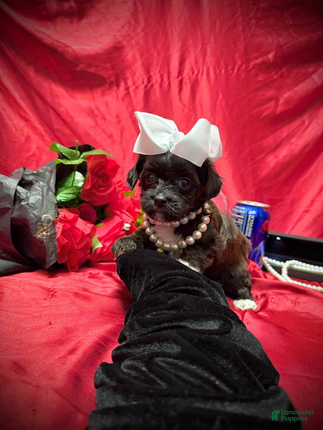 Yorkiepoo dogs for sale: Twix  - Ad 10