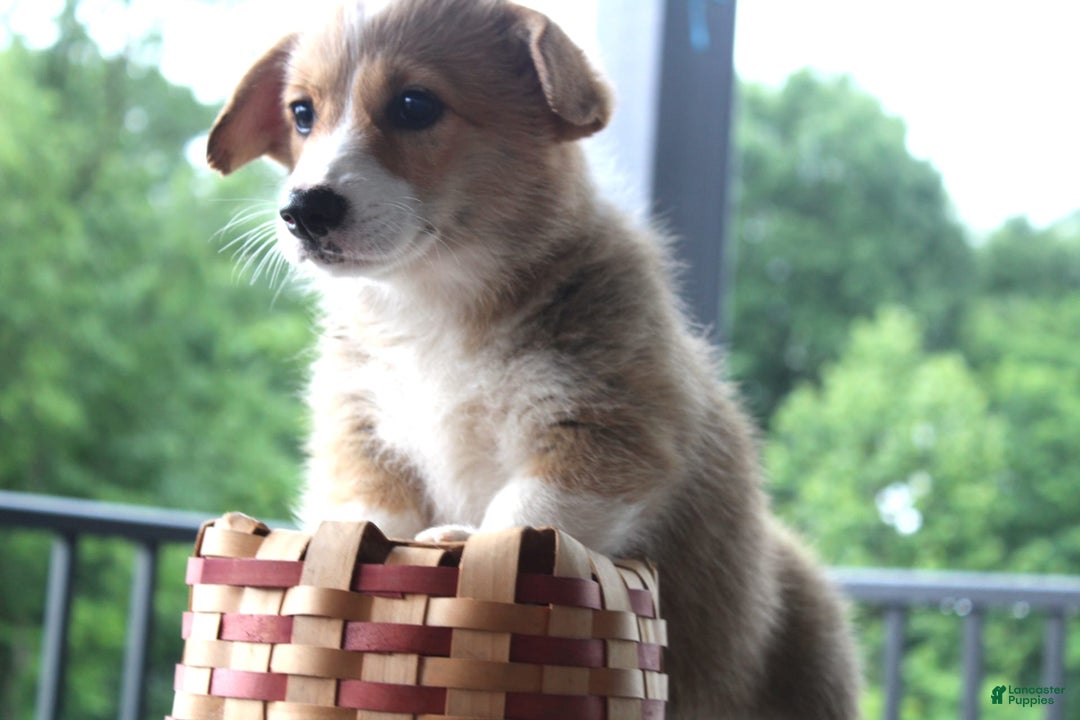 Welsh Corgi Pembroke dogs for sale: Hazel - Ad 2