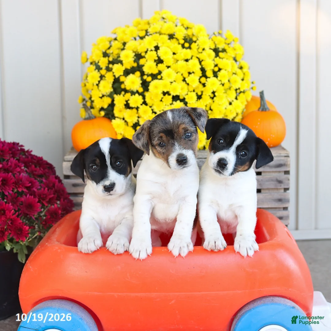 Jack Russell Terrier dogs for sale: Buttercup - Ad 2