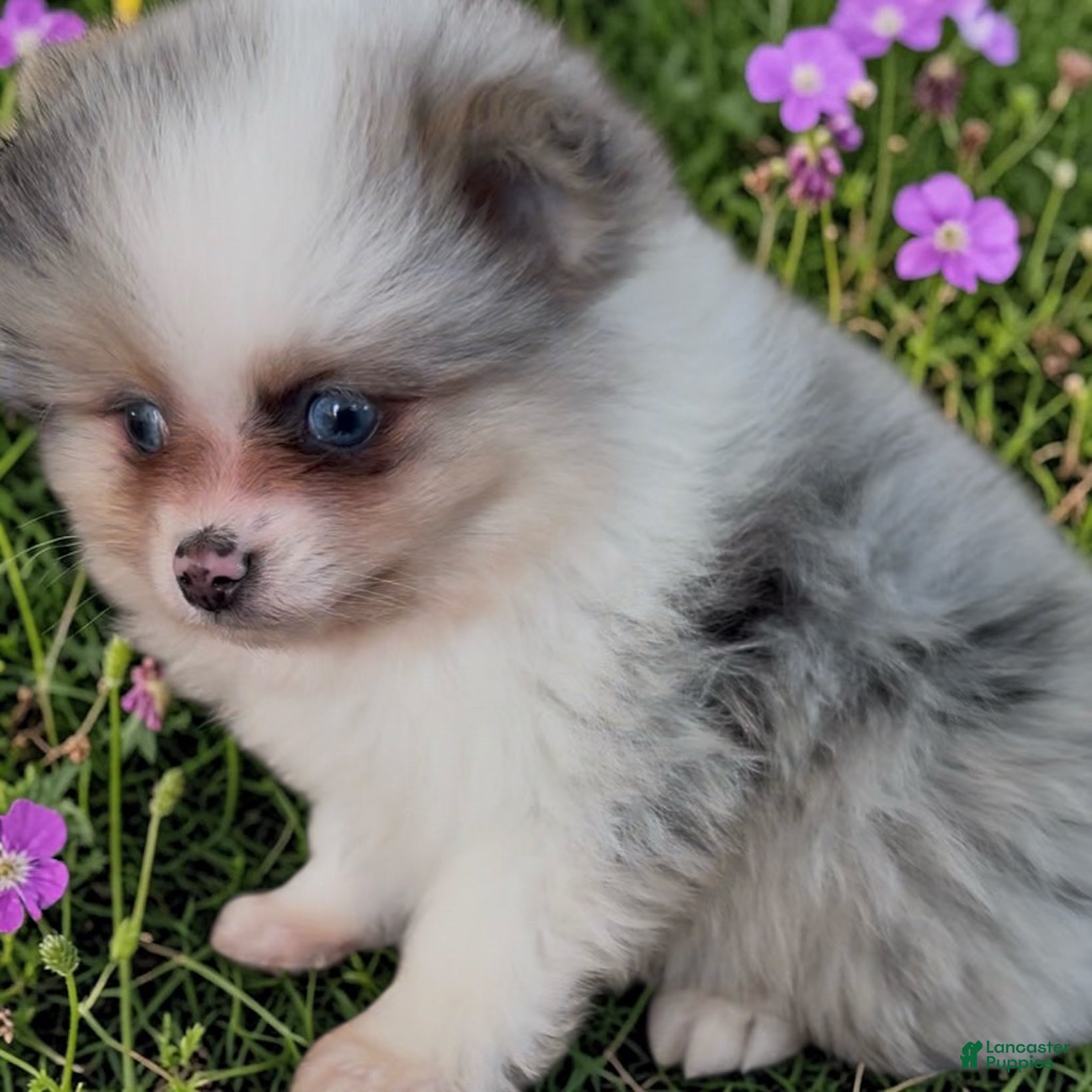 Pomeranian dogs Merle - Ad 37