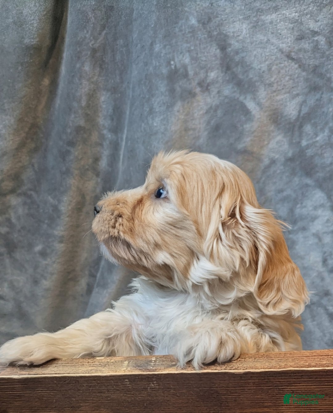 Mixed Breed dogs for sale: Rocket - Ad 8