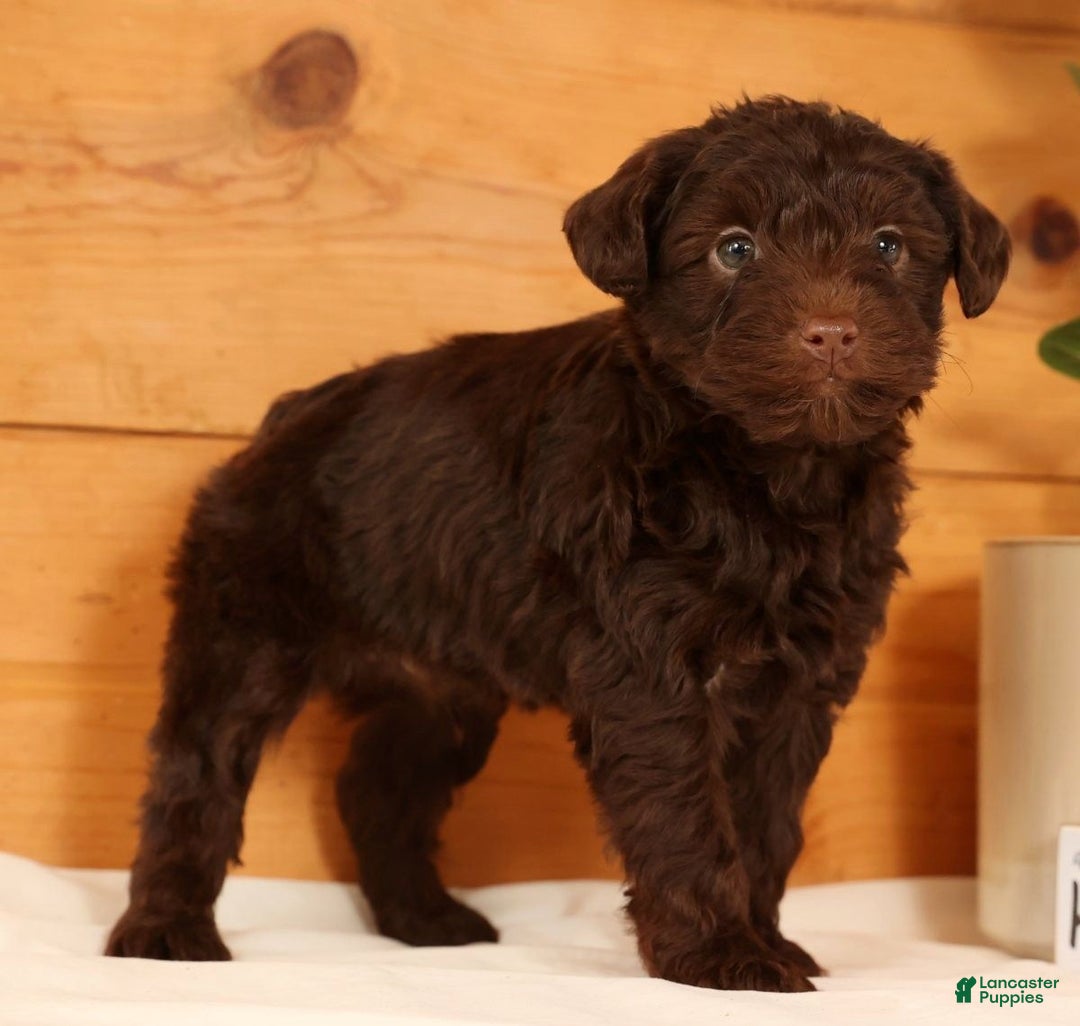 Yorkiepoo dogs for sale: Drake - Ad 2