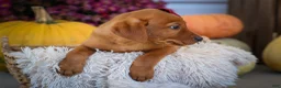 Labrador Retriever dogs for sale: NOAH - Ad 17