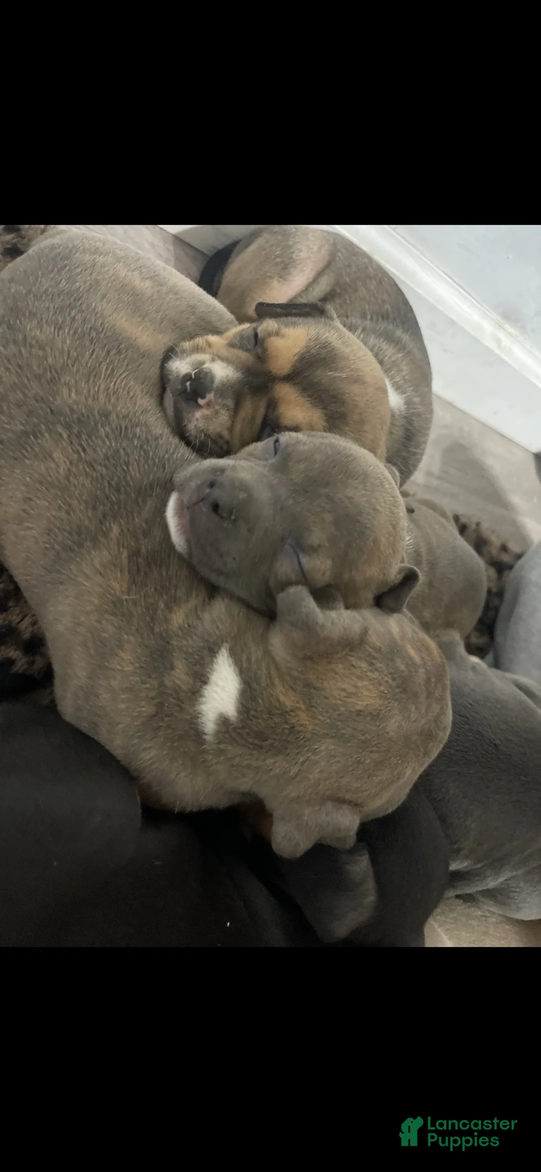 American Bully dogs for sale: American Bully 4 - Ad 12