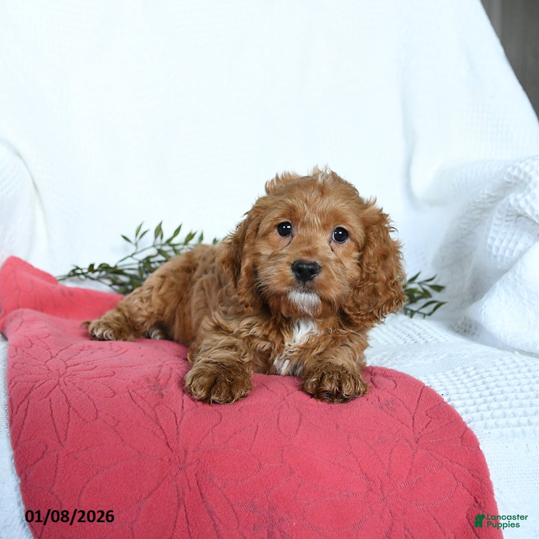 Cockapoo dogs for sale: Otto - Ad 4