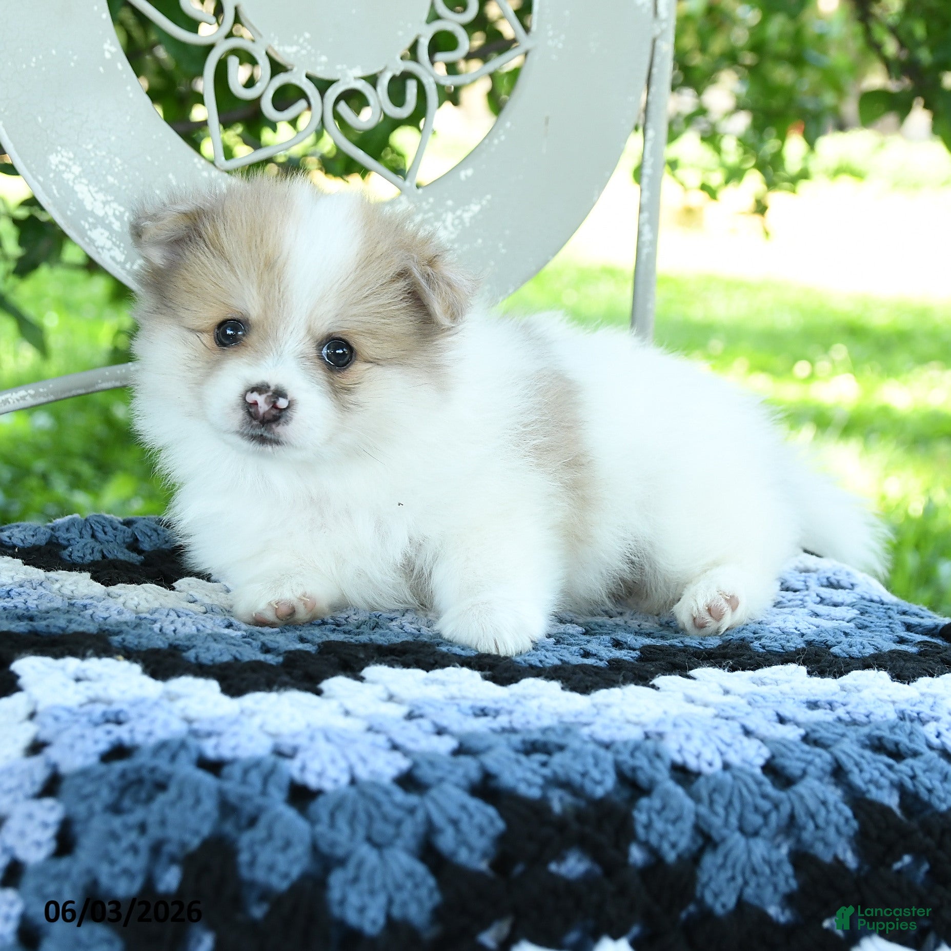 Pomeranian dogs Powell - Ad 2