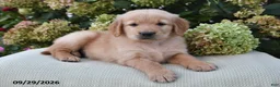 Golden Retriever dogs for sale: Lincoln - Ad 3