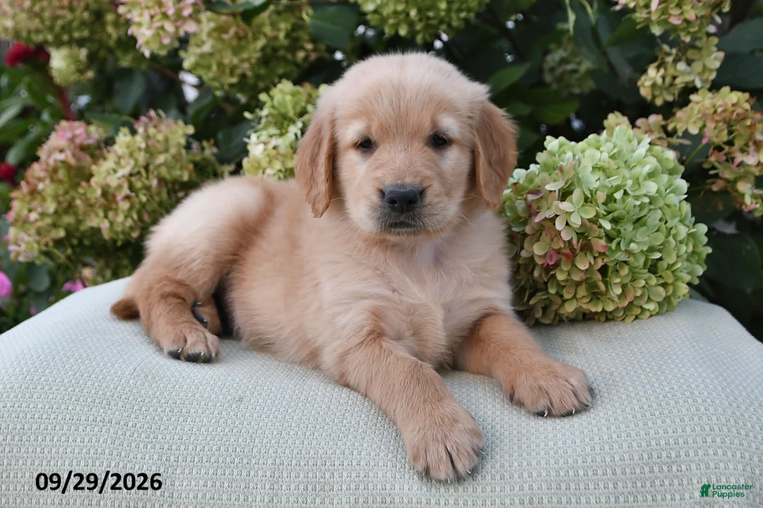 Golden Retriever dogs for sale: Lincoln - Ad 3
