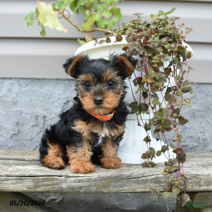 Yorkshire Terrier dogs for sale: Lily - Ad 3