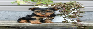 Lily