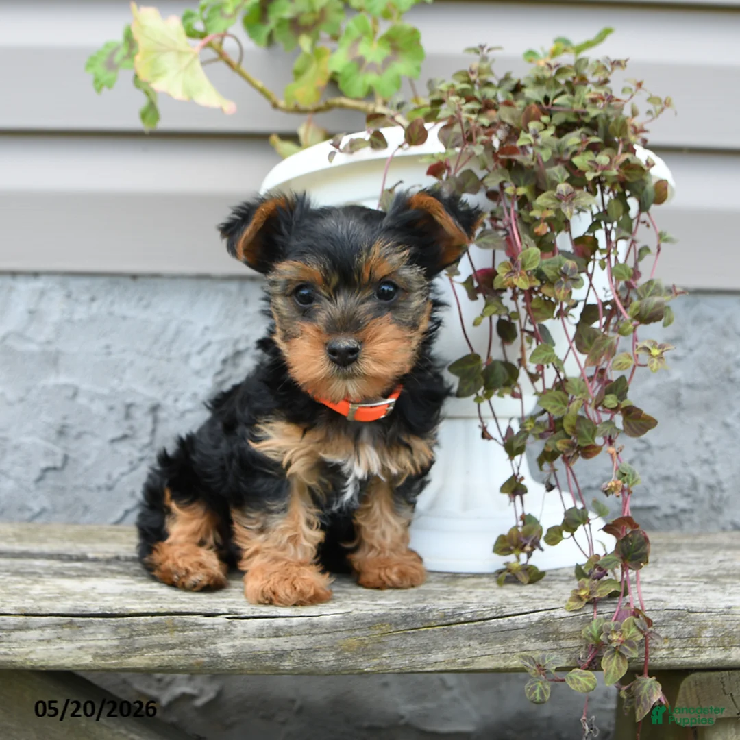 Yorkshire Terrier dogs for sale: Lily - Ad 1