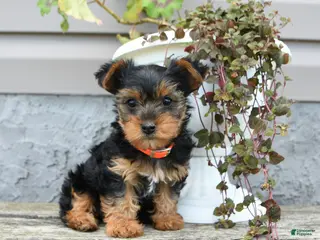 Yorkshire Terrier dogs for sale: Lily - Ad 3