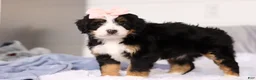 Mini Bernedoodle dogs for sale: Scarlett - Ad 6