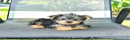 Yorkshire Terrier dogs for sale: Roger - Ad 4