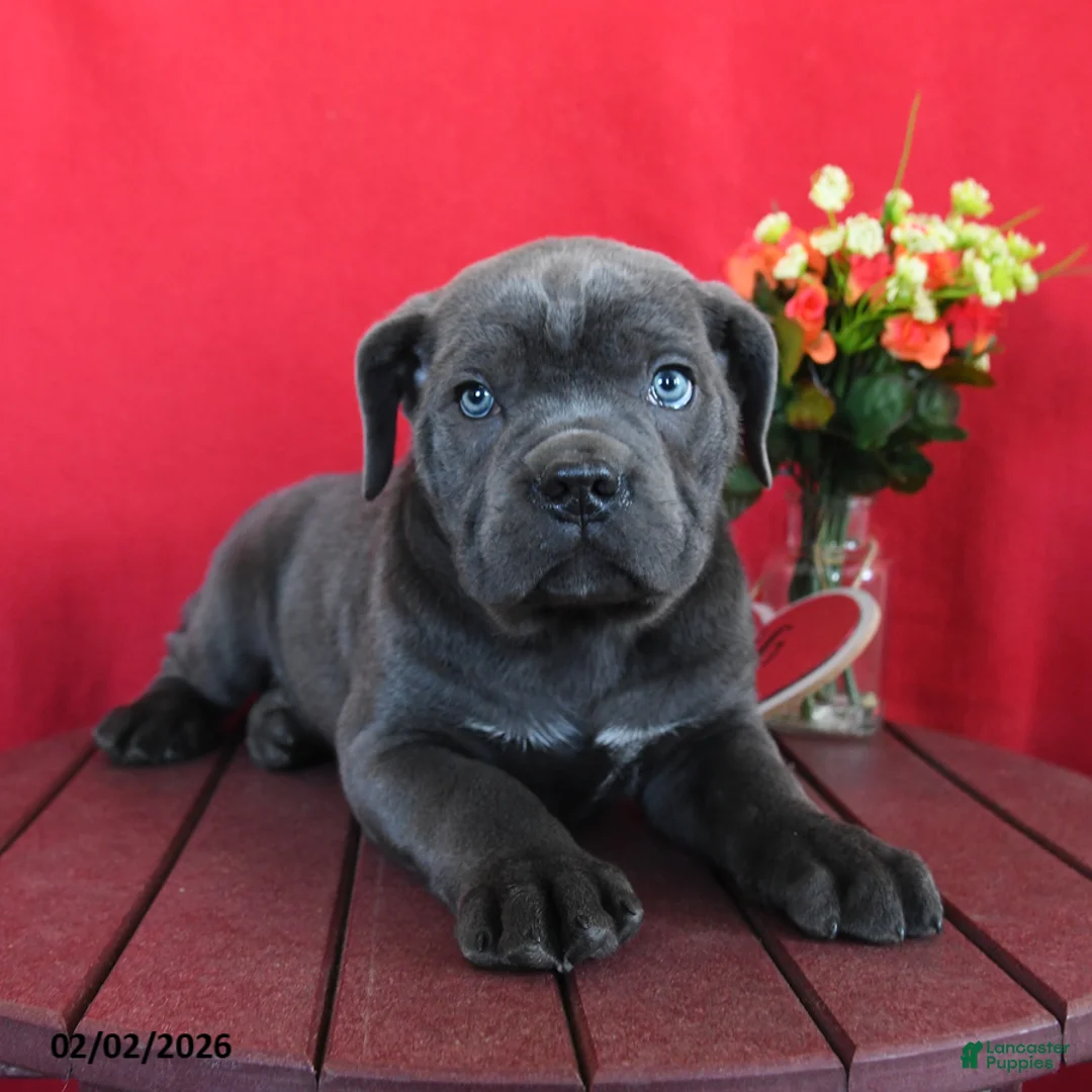 Cane Corso dogs for sale: Walter - Ad 2