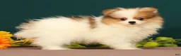 Pomeranian dogs for sale: Tinkerbell - Ad 3