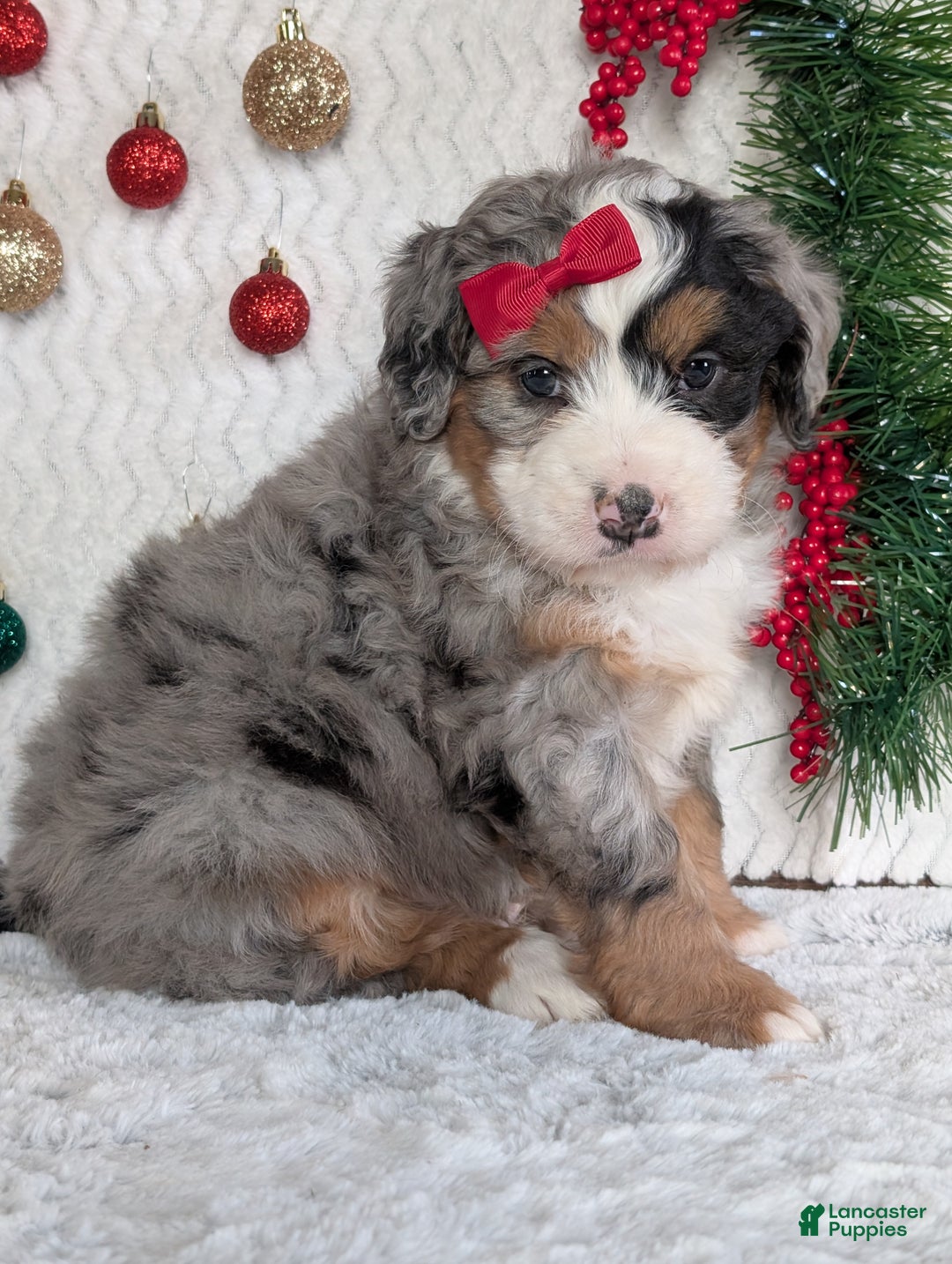 Mini Bernedoodle dogs for sale: Mini River - Ad 7