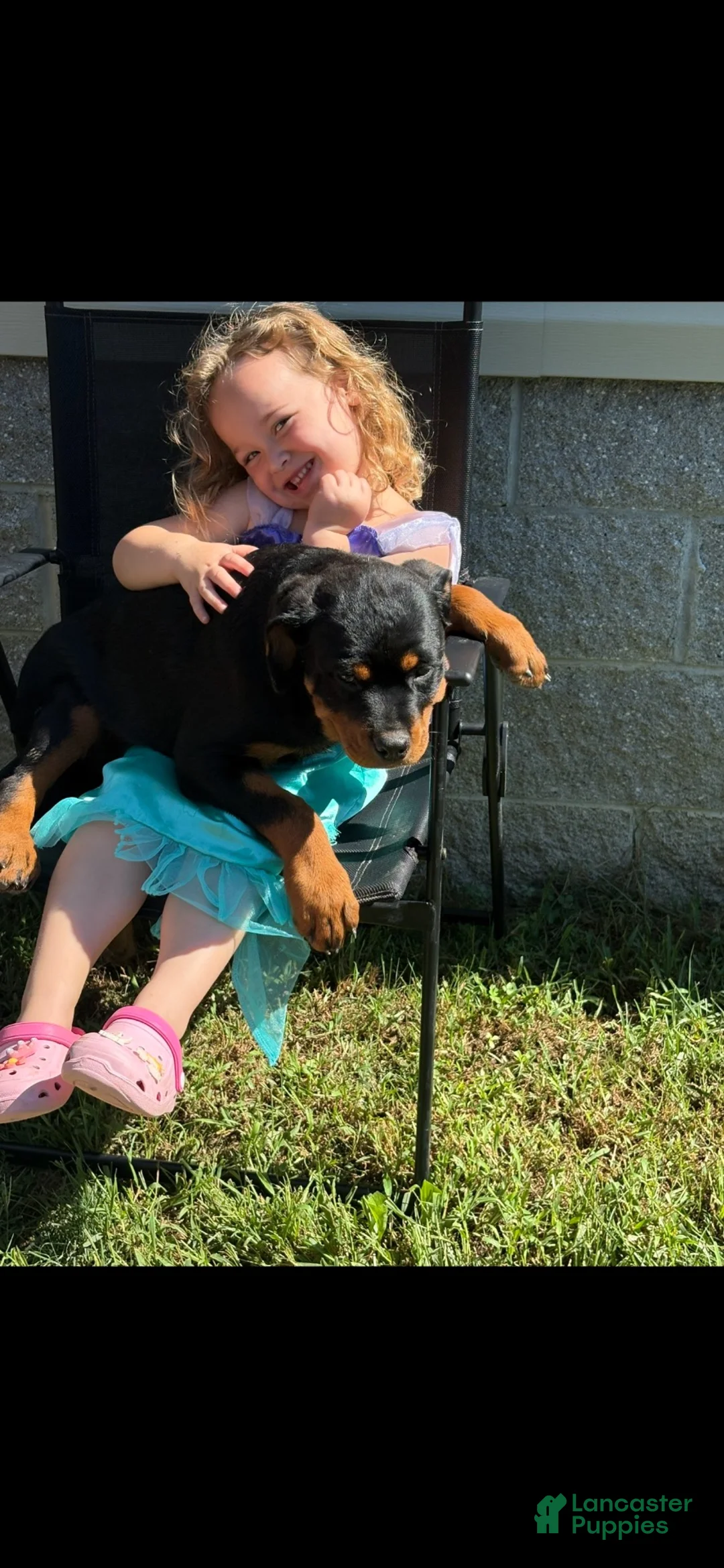 Rottweiler dogs for sale: Sugar - Ad 1