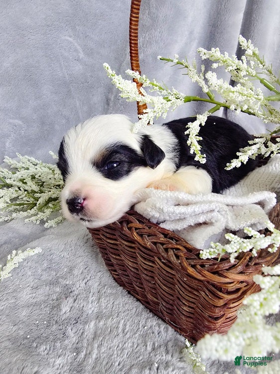 Aussiedoodle dogs Canalope - Ad 1
