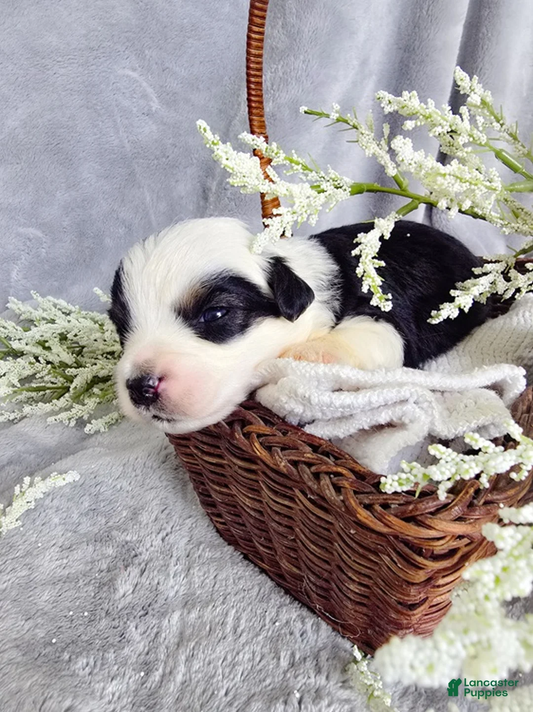 Aussiedoodle dogs for sale: Canalope - Ad 1