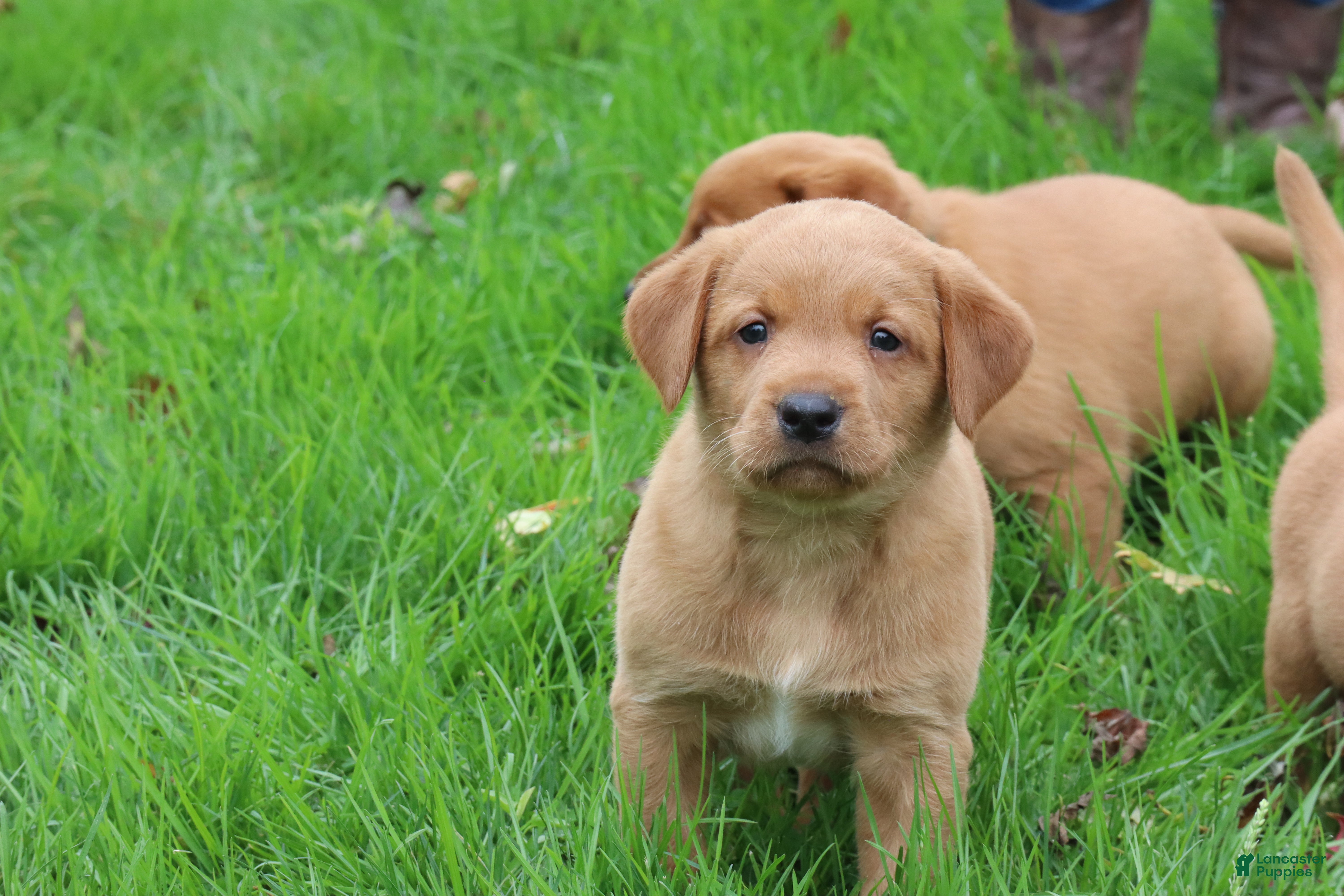 Tassle (Labrador, Male) in Bernville, PA