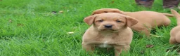 Labrador Retriever dogs for sale: Tassle - Ad 4