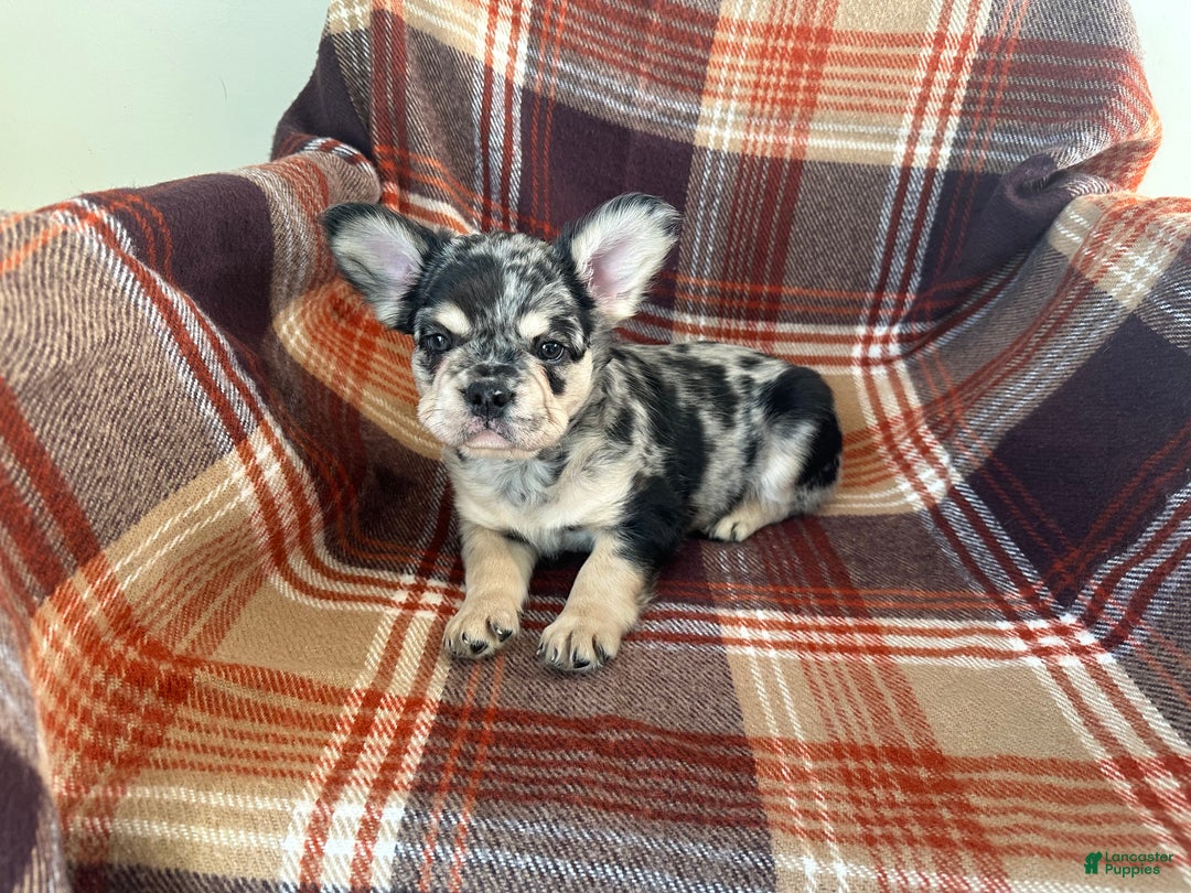 French Bulldog dogs for sale: Baxstin  - Ad 2