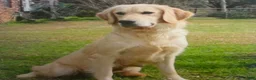Golden Retriever dogs for sale: Jasmine - Ad 5