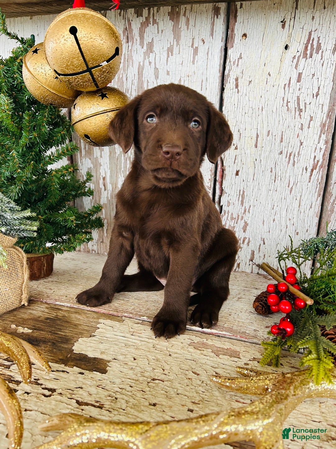 Labrador Retriever dogs for sale: Holly  - Ad 7