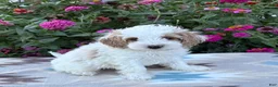 Cockapoo dogs for sale: Buddy  - Ad 4