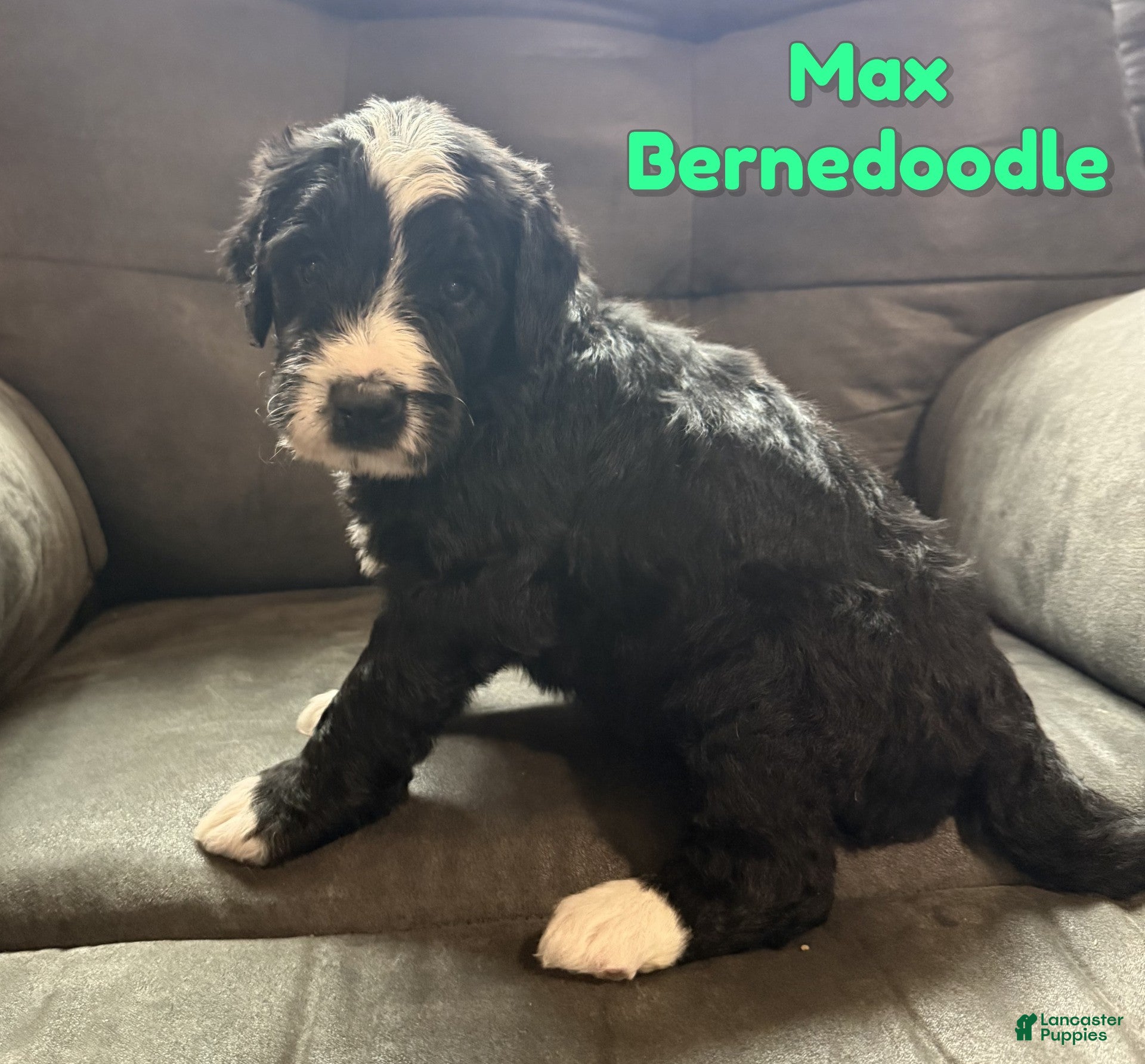Bernedoodle dogs Max - Ad 32