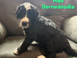Bernedoodle dogs Max - Ad 7