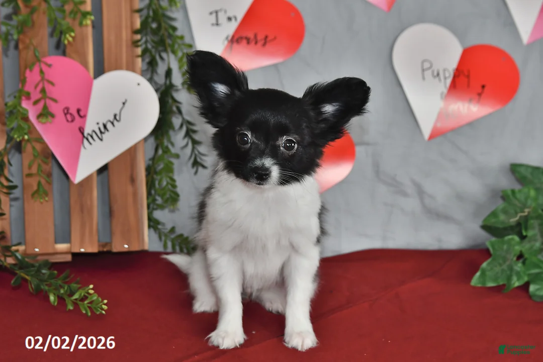 Cuddles for sale in Millersburg | Lancaster Puppies