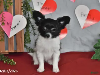 Papillon dogs Cuddles - Ad 27