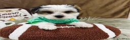 Yorkshire Terrier dogs for sale: Clark - Ad 4