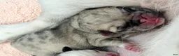 Pug dogs for sale: Fawn merle - Ad 4