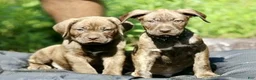Mixed Breed dogs for sale: Mixed Breed 5 - Ad 1